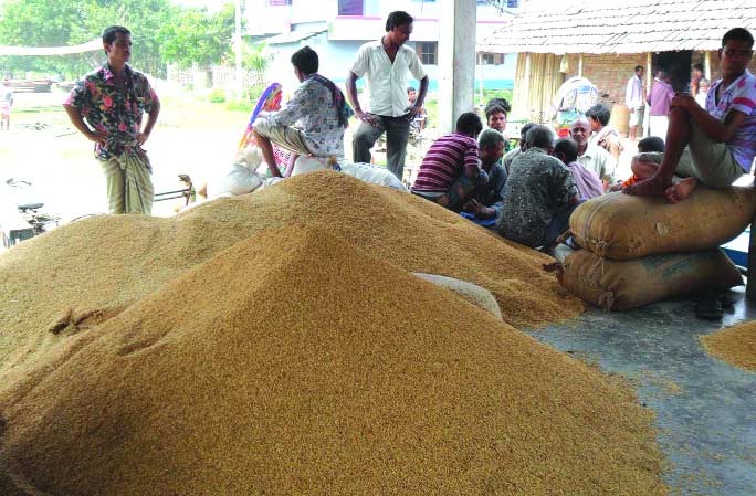 বরগুনায় আমন সংগ্রহ ব্যর্থ